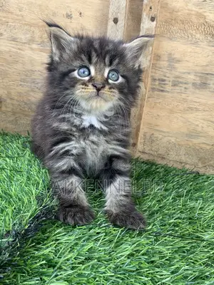 1-3 months Male Purebred Maine Coon