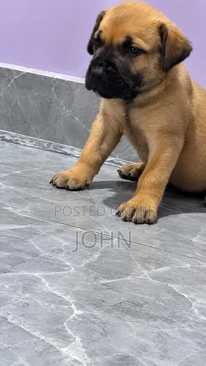 1-3 months Male Purebred Boerboel