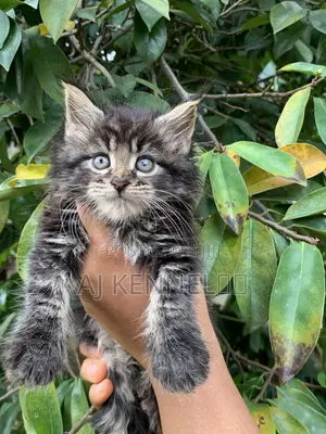 1-3 months Male Purebred Maine Coon