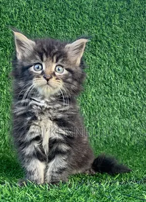 1-3 months Male Purebred Maine Coon