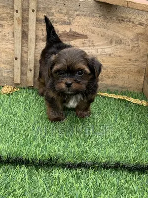 1-3 months Male Purebred Lhasa Apso