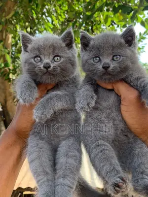 1-3 months Female Purebred British Shorthair