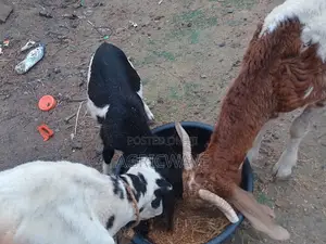 Rams at Different Ages (Kids and Adults)
