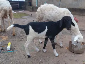 Rams at Different Ages (Kids and Adults)