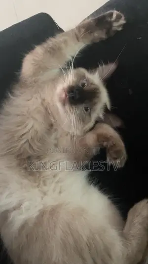 6-12 months Male Mixed Breed Siamese