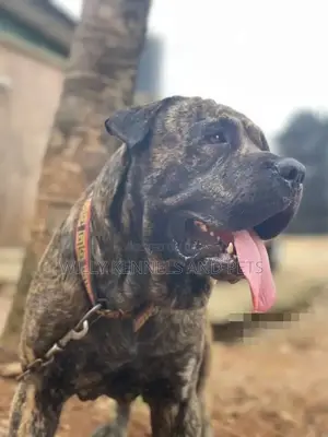 1+ year Male Purebred Boerboel