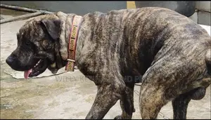 1+ year Male Purebred Boerboel