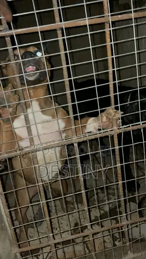6-12 months Female Purebred American Bully