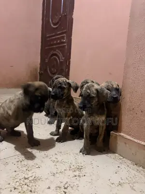 1-3 months Female Purebred Boerboel