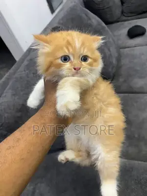 6-12 months Female Purebred Persian