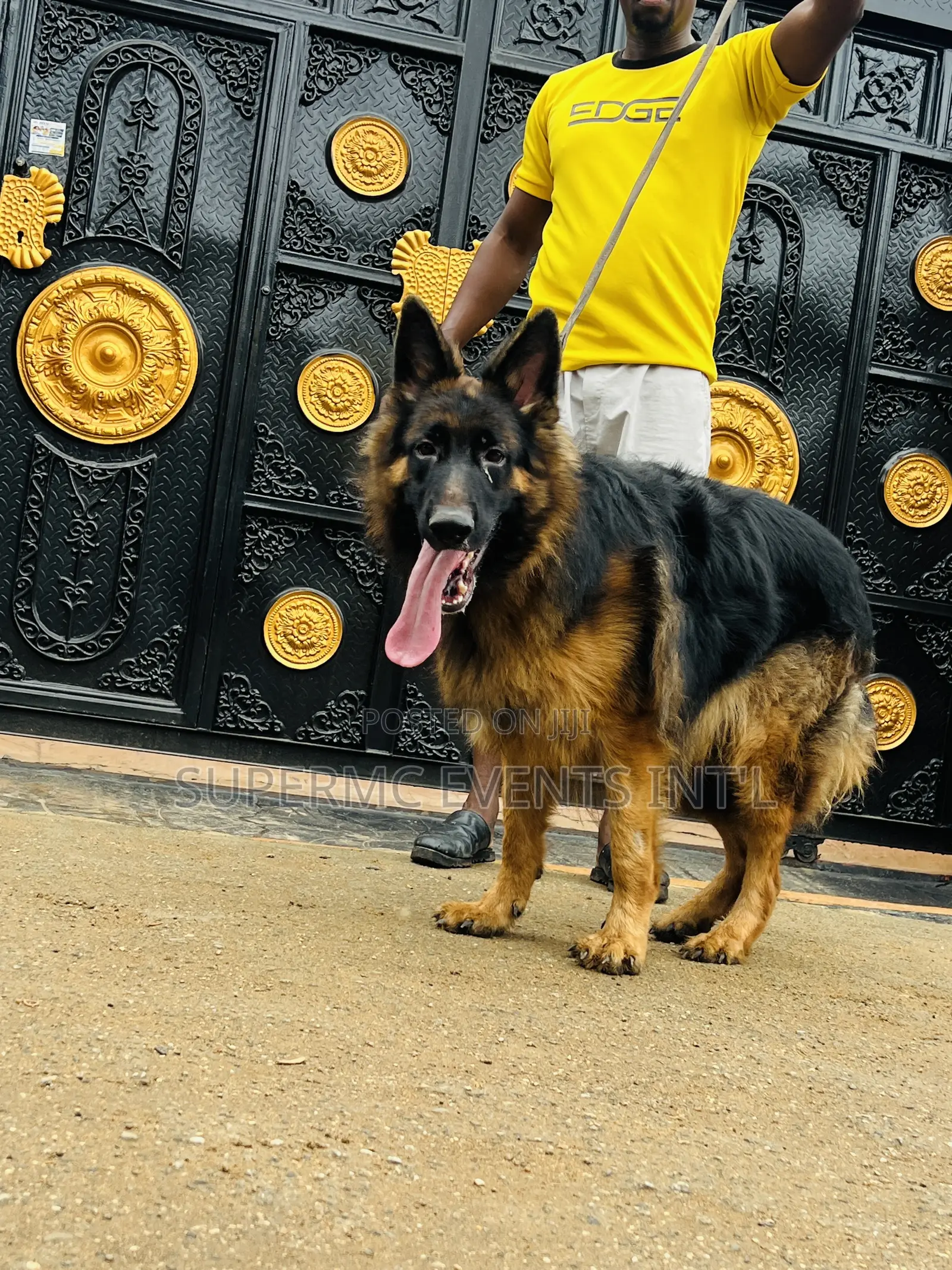 Male Showline/Slant Back German Shepherd Stud