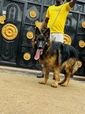 Male Showline/Slant Back German Shepherd Stud