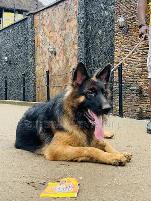 Male Showline/Slant Back German Shepherd Stud