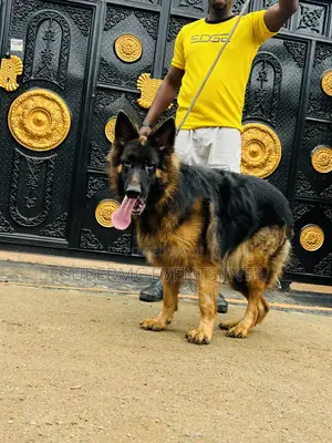 Male Showline/Slant Back German Shepherd Stud