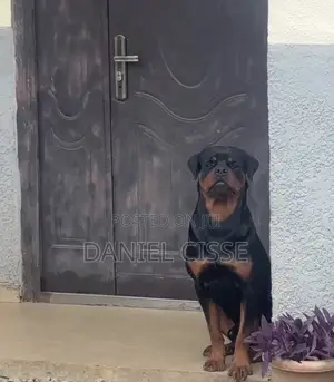1+ year Male Purebred Rottweiler