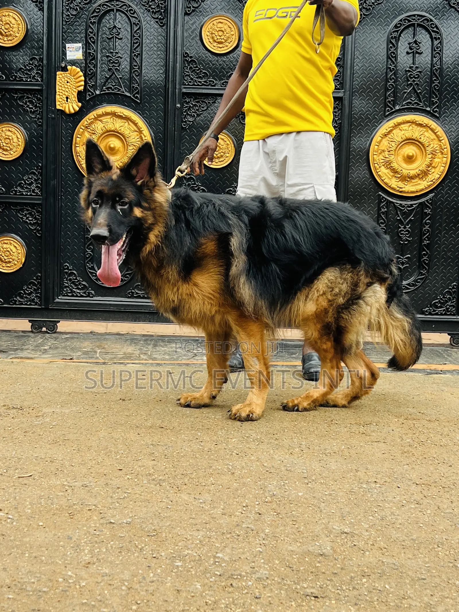 Male Showline/Slant Back German Shepherd Stud