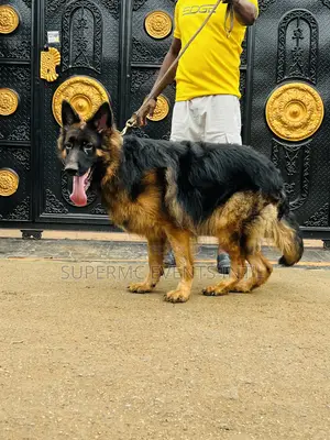 Male Showline/Slant Back German Shepherd Stud