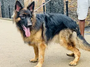 Male Showline/Slant Back German Shepherd Stud