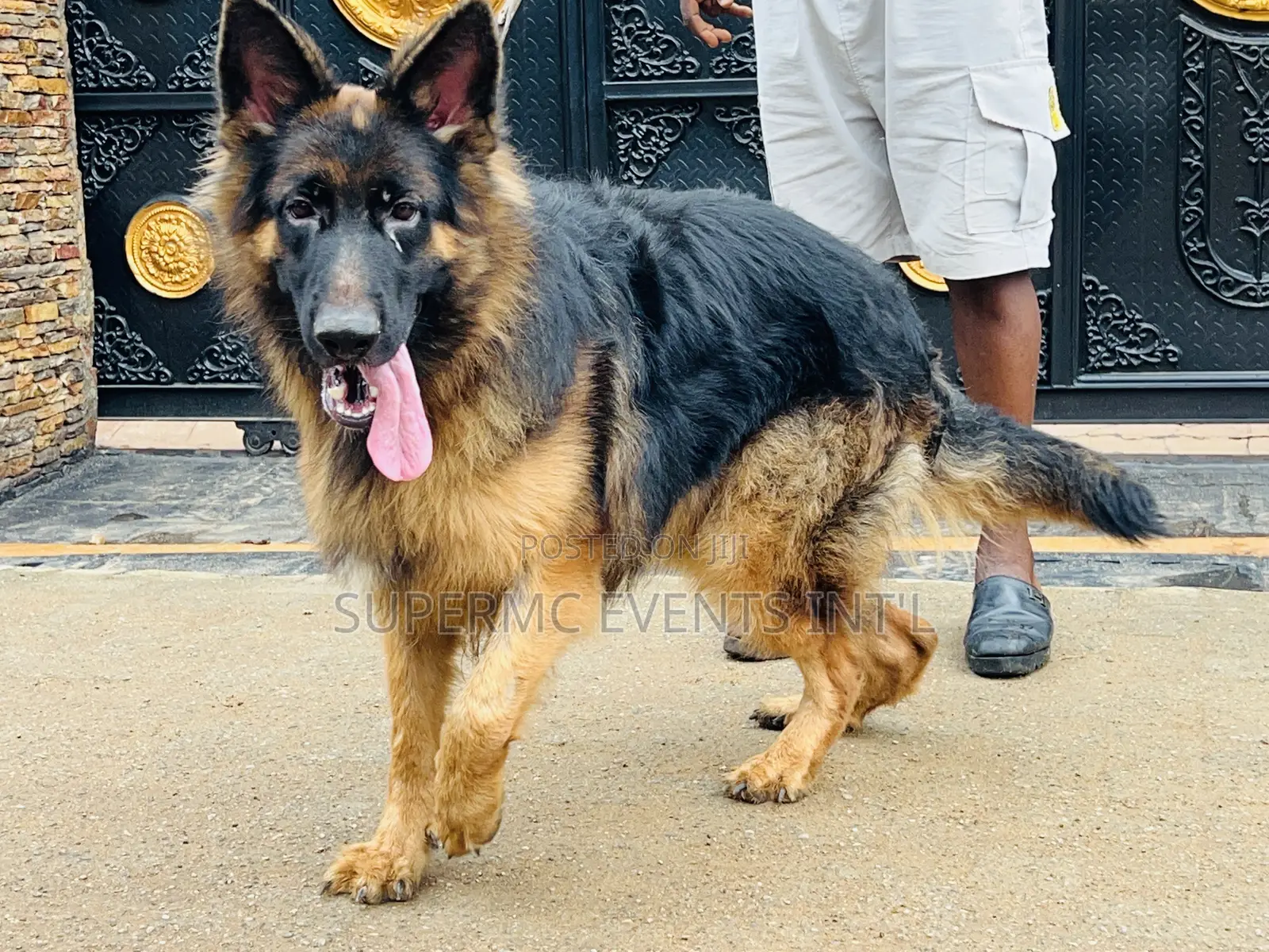 Male Showline/Slant Back German Shepherd Stud