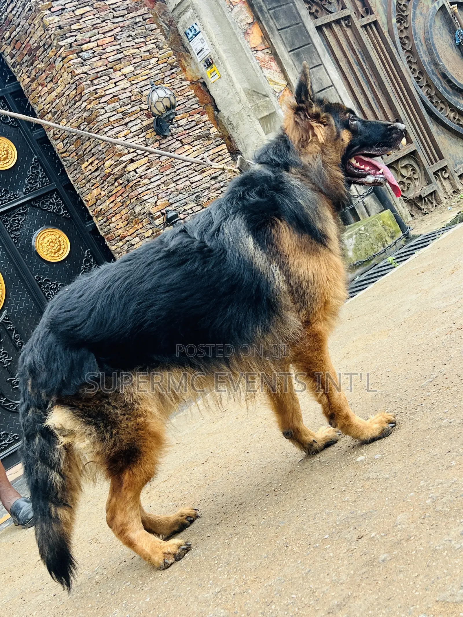 Male Showline/Slant Back German Shepherd Stud