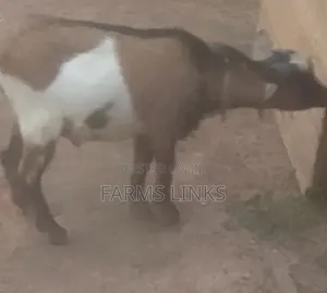 Healthy One Year Plus Male Goat