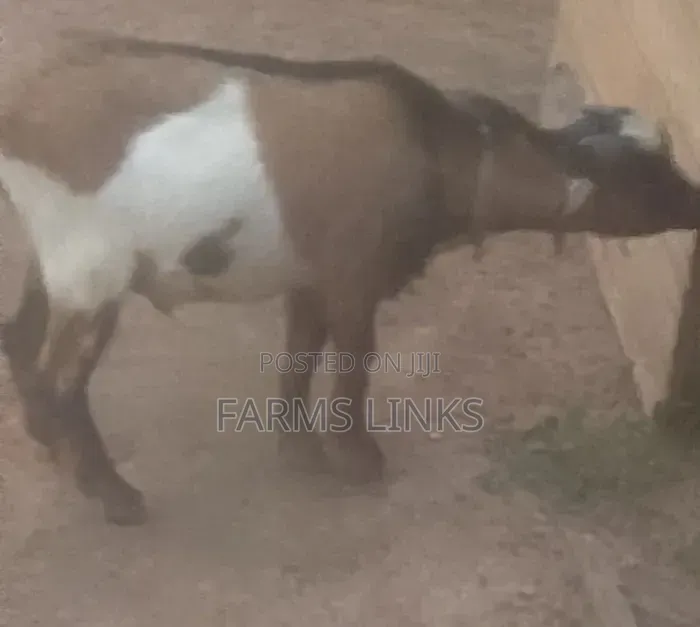 Healthy One Year Plus Male Goat