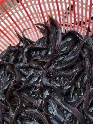 Fast-Growing (Hybrid)Juvenile Catfish– High Survival Rate!