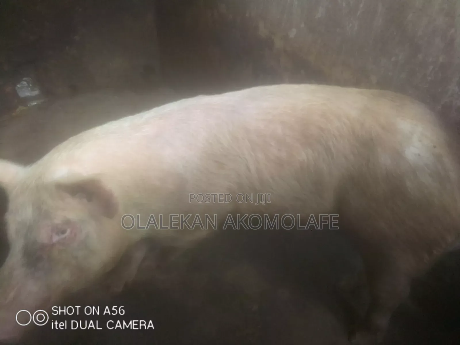 Adult Pigs