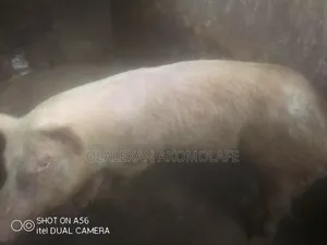 Adult Pigs