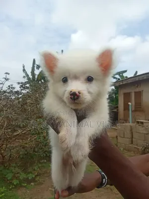 1-3 months Male Purebred American Eskimo