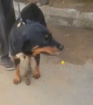 1+ year Female Purebred Rottweiler