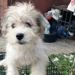 1-3 months Male Purebred Lhasa Apso