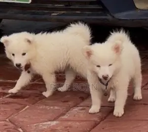 1-3 months Male Purebred American Eskimo