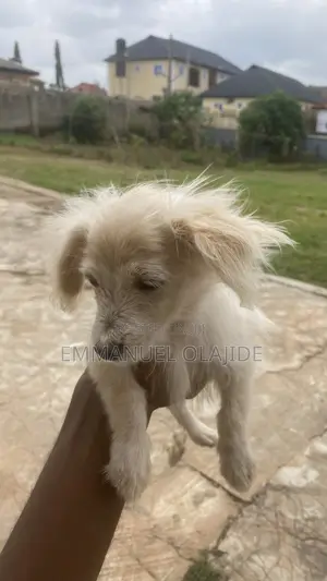 1-3 months Male Purebred American Eskimo