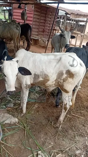 Cow Meat Live Chicken