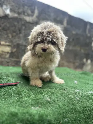 6-12 months Male Purebred Lhasa Apso