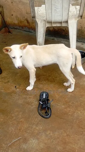 3-6 months Male Mixed Breed American Eskimo