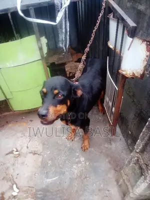 1+ year Female Purebred Rottweiler