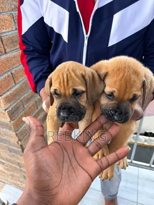 1-3 months Female Purebred Boerboel