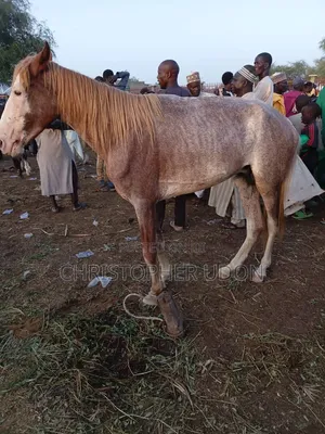 A Good Horse