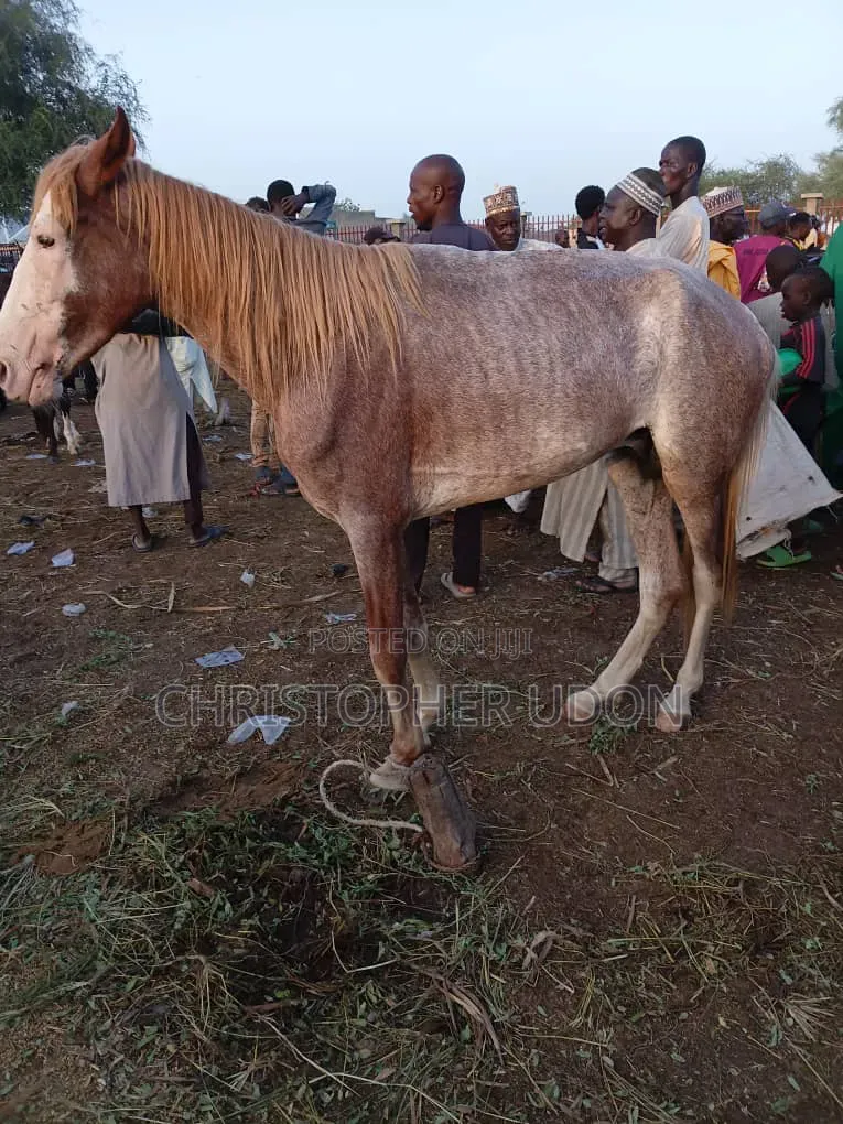 A Good Horse