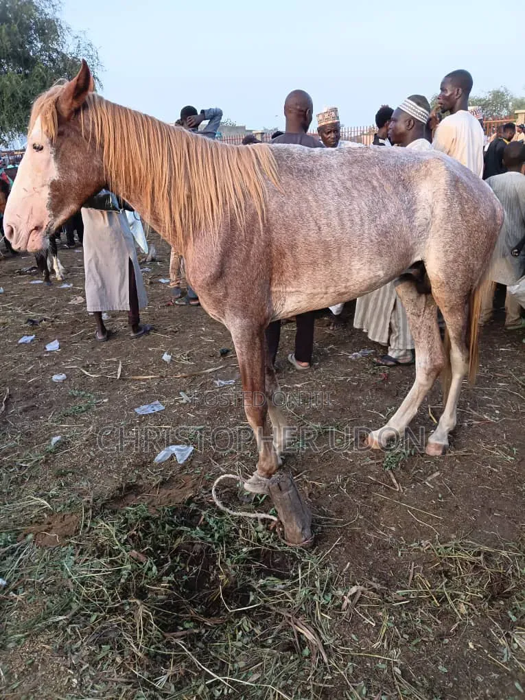 A Good Horse