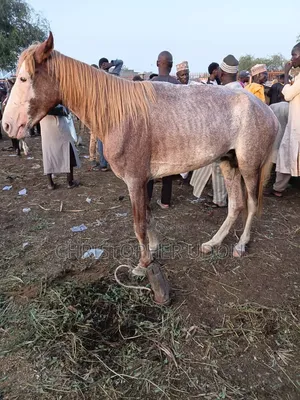 A Good Horse
