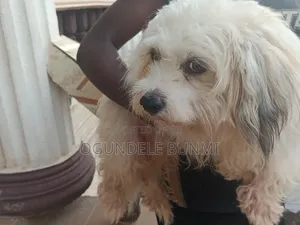 1+ year Male Purebred Lhasa Apso