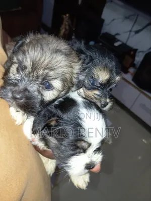 1-3 months Female Purebred Lhasa Apso