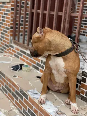 1+ year Female Purebred American Pit Bull Terrier
