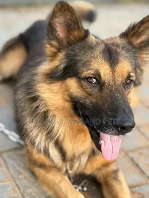 1+ year Male Purebred German Shepherd