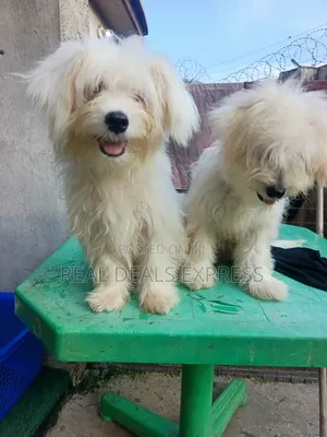3-6 months Male Purebred Lhasa Apso