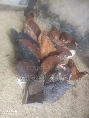 Broilers,Noilers, Turkey, Rabbits, Sheep and Goat