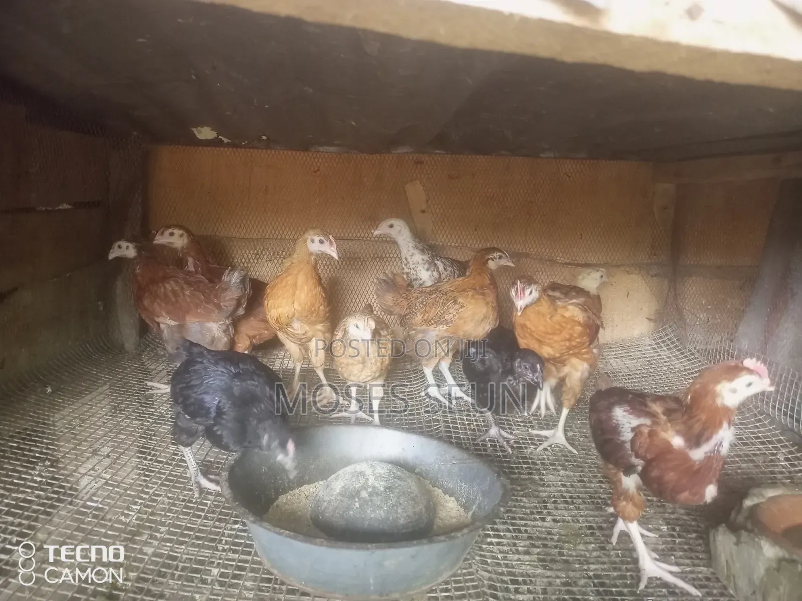 Broilers,Noilers, Turkey, Rabbits, Sheep and Goat